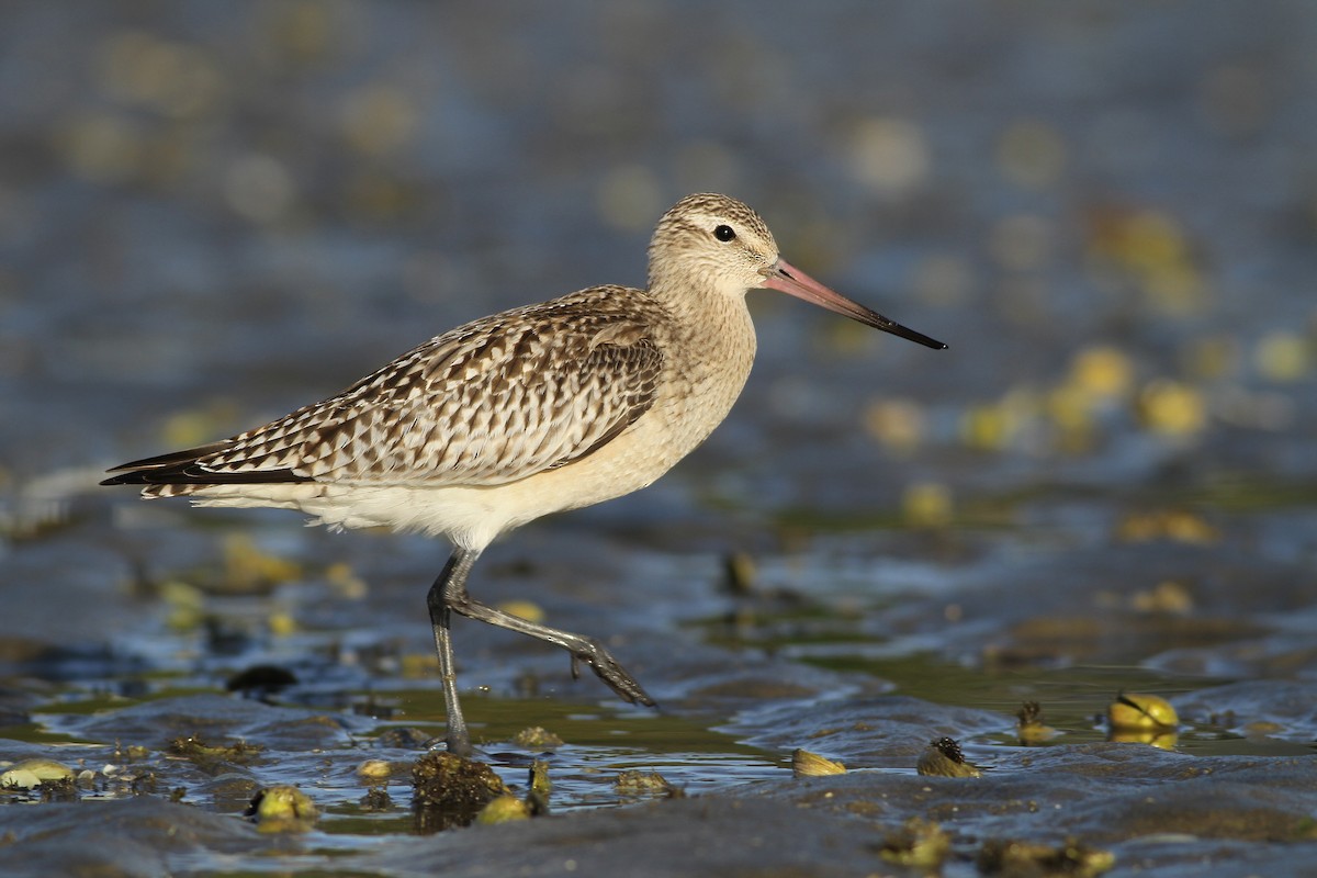 Bar-tailed Godwit - Evan Lipton