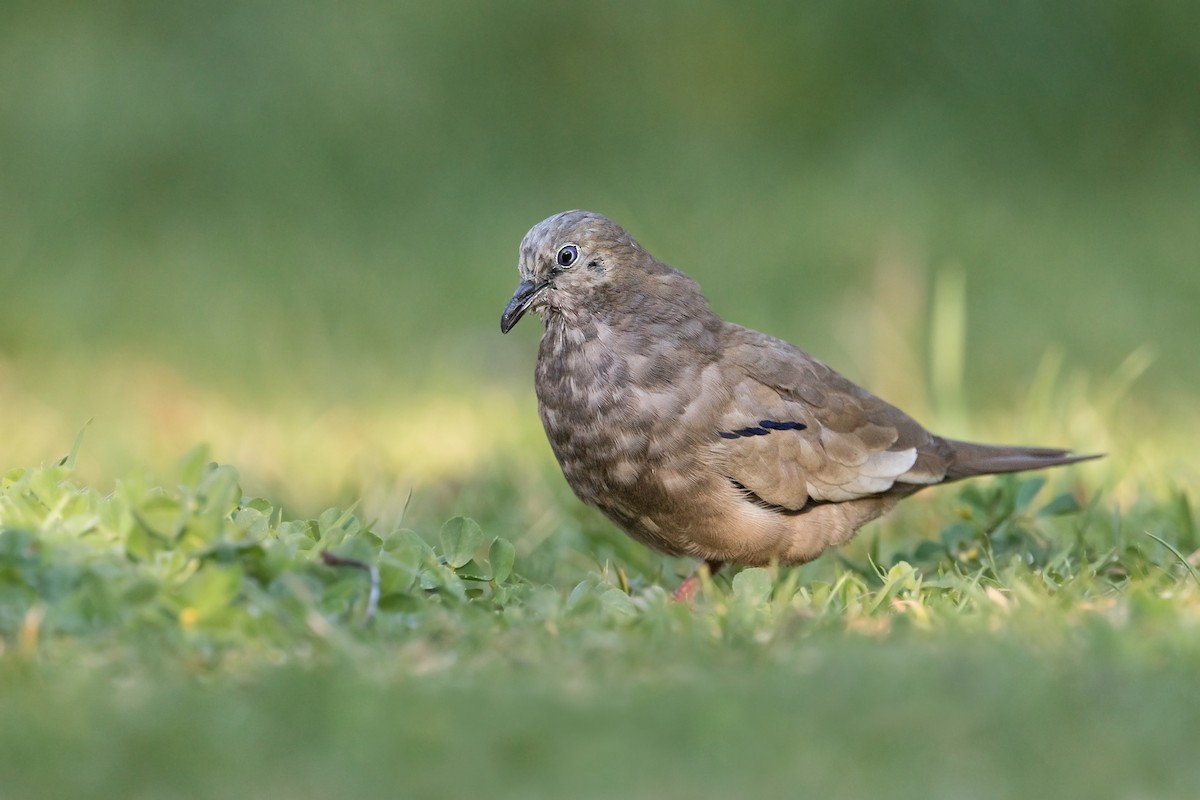 Picui Ground Dove - ML273570561