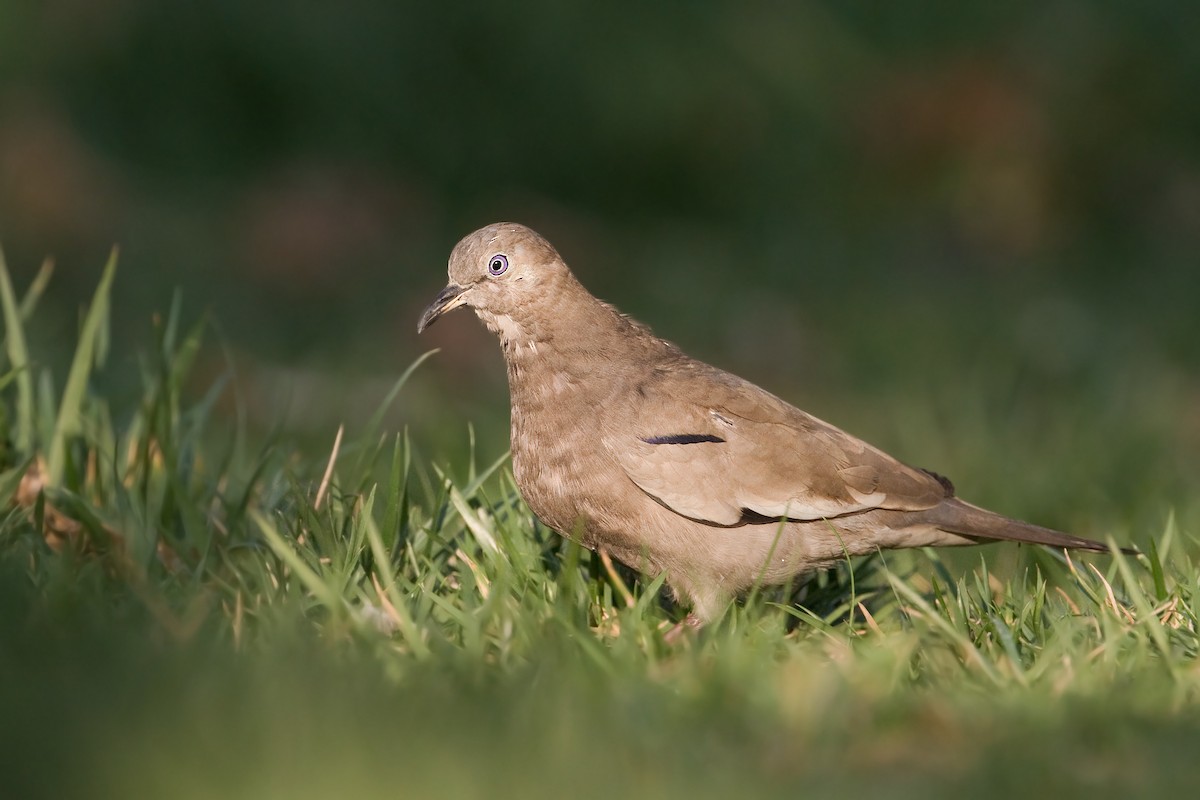 Picui Ground Dove - ML273570701