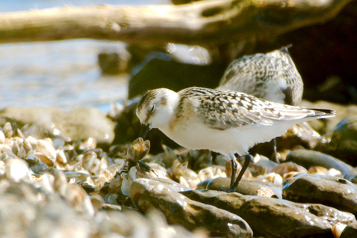 Гурвалж элсэг - ML273571341
