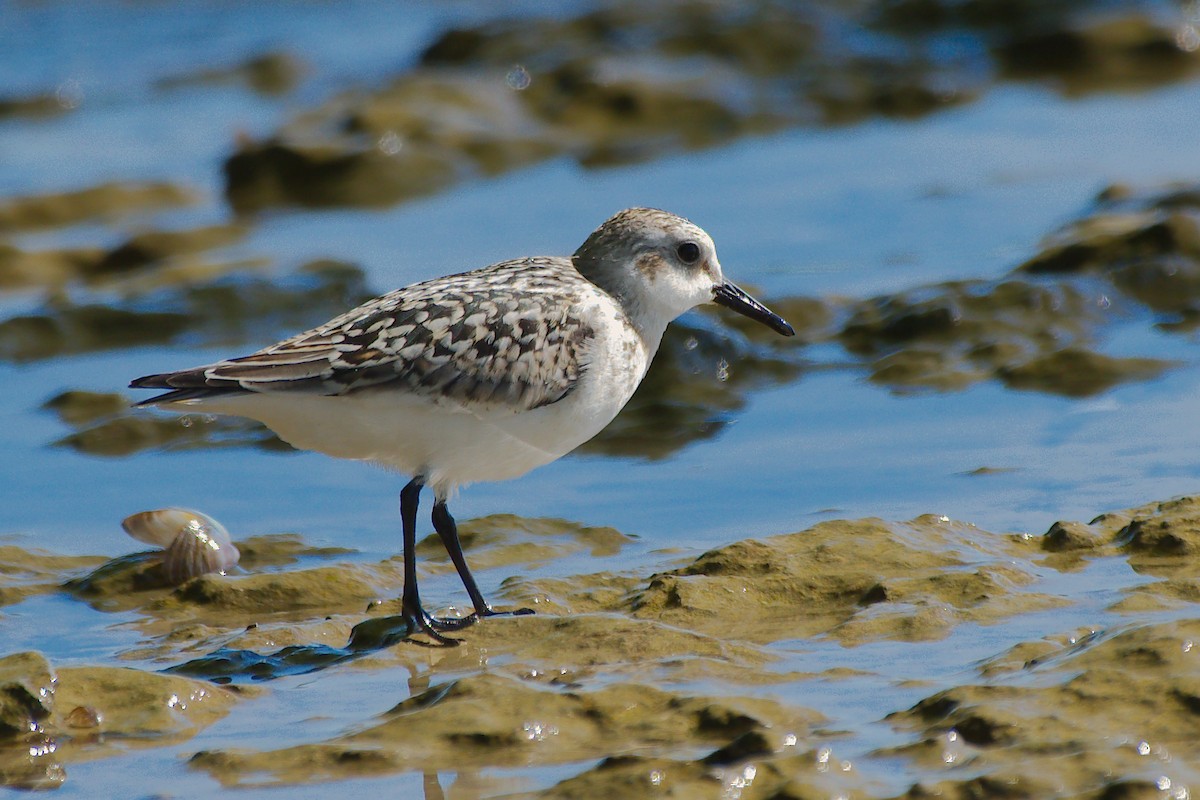 Гурвалж элсэг - ML273571911