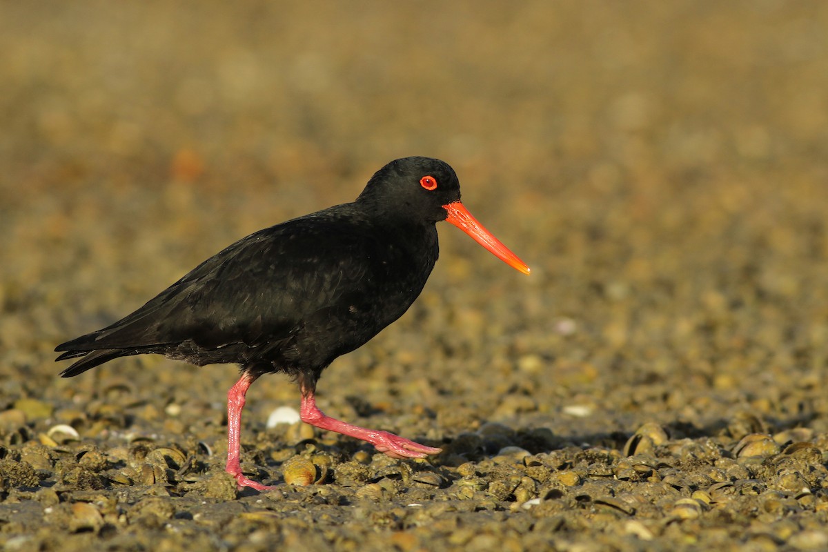 Variable Oystercatcher - Evan Lipton