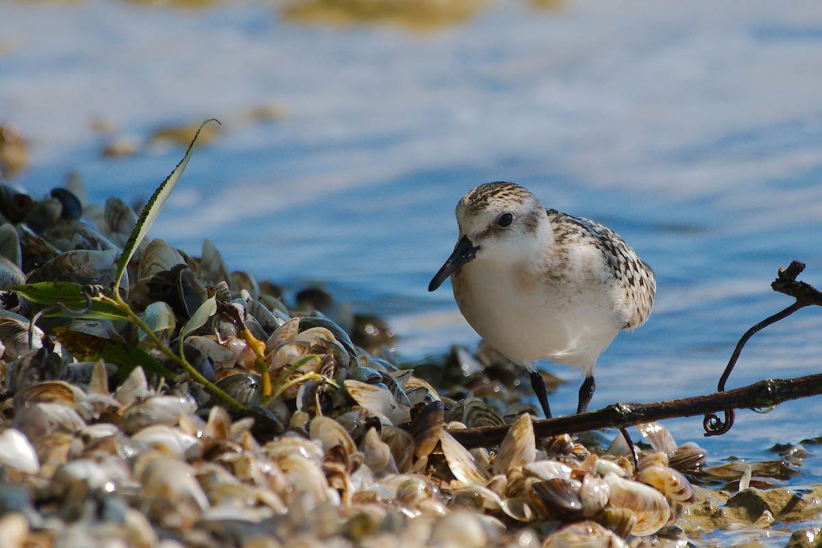 Гурвалж элсэг - ML273572171