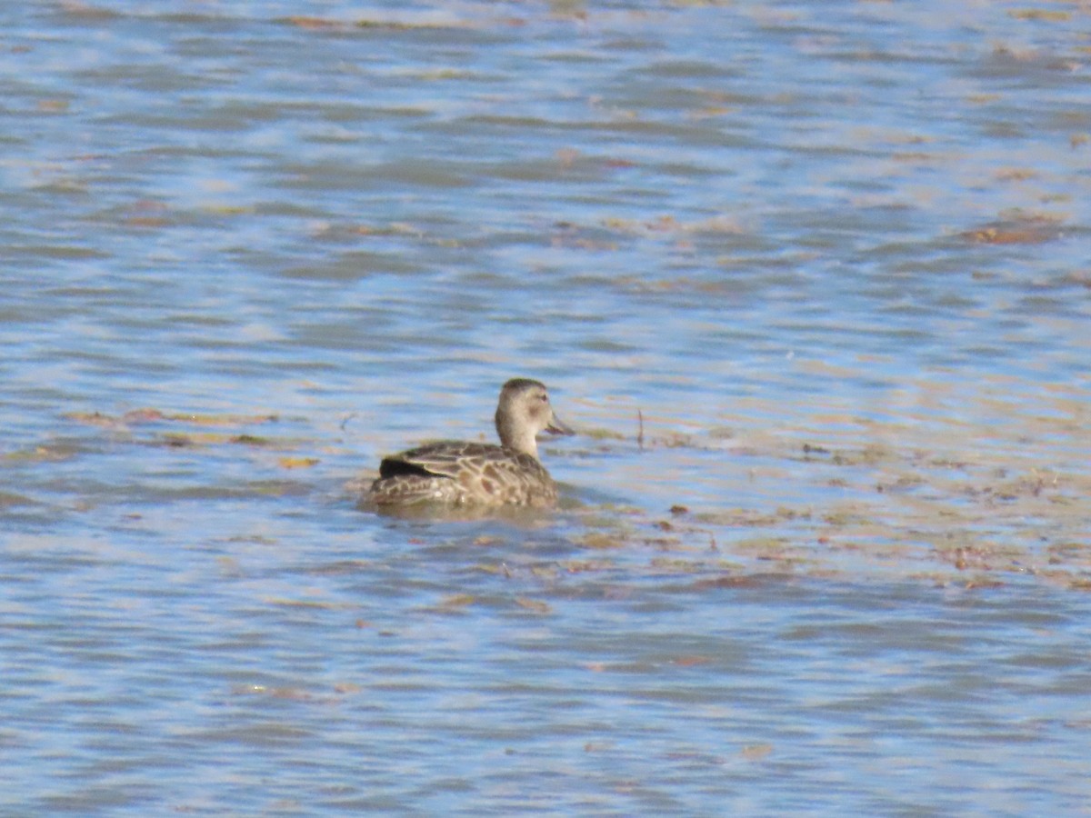 Blue-winged Teal - ML273572411