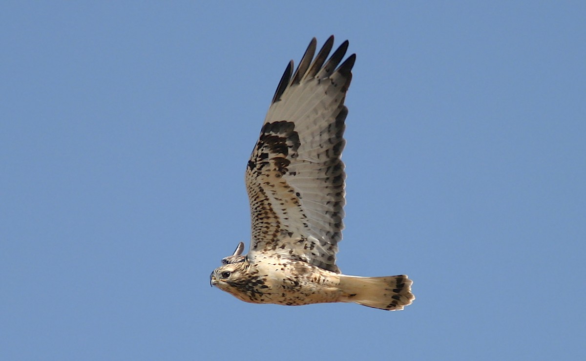 Rough-legged Hawk - ML273572551