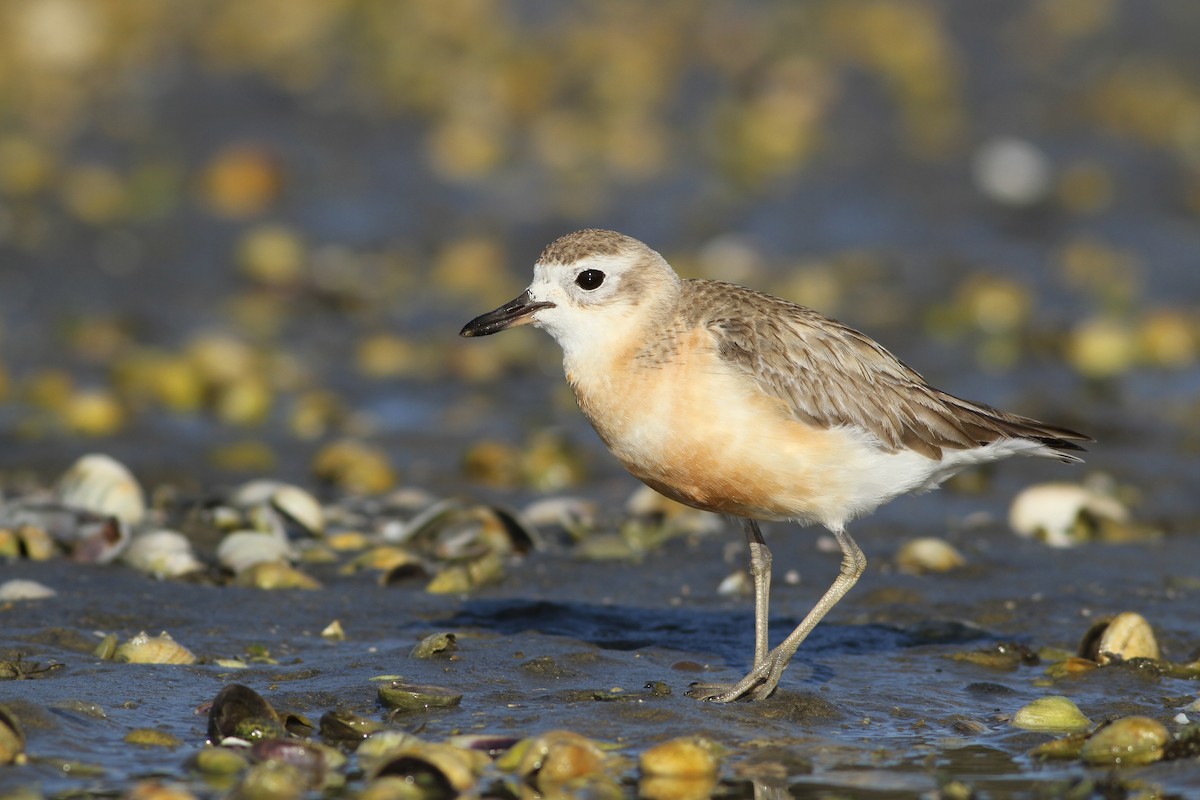 Red-breasted Dotterel - Evan Lipton