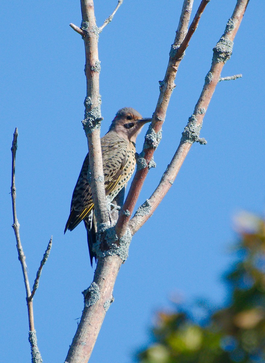 Northern Flicker - ML273573001