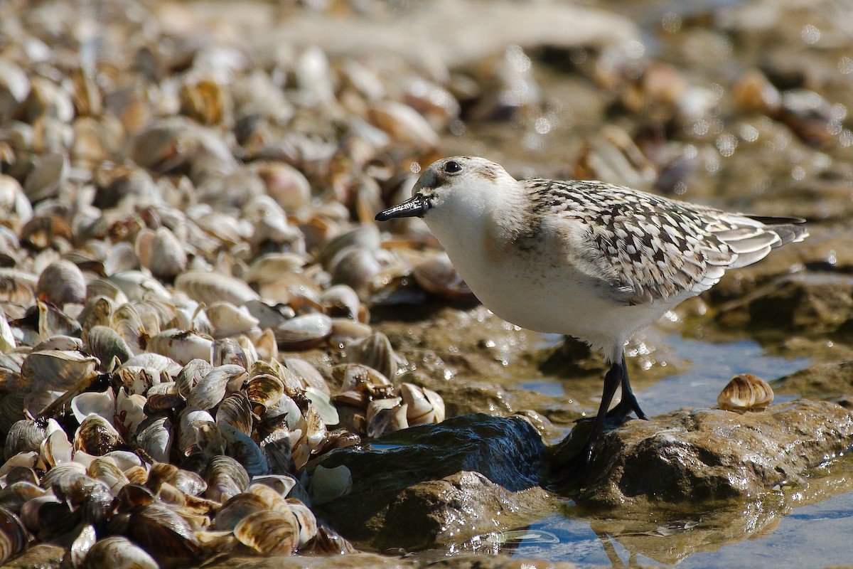 Гурвалж элсэг - ML273573061