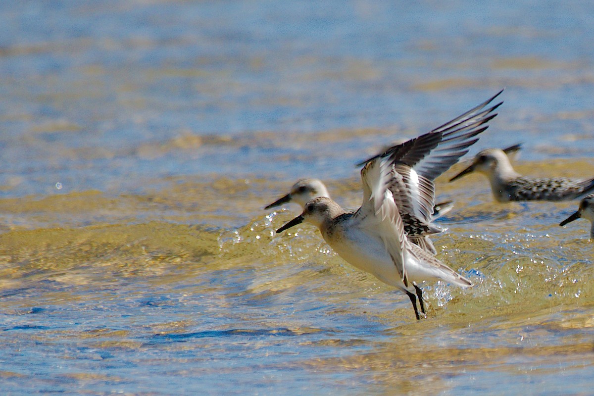 Гурвалж элсэг - ML273575061