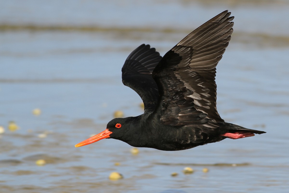 Variable Oystercatcher - Evan Lipton