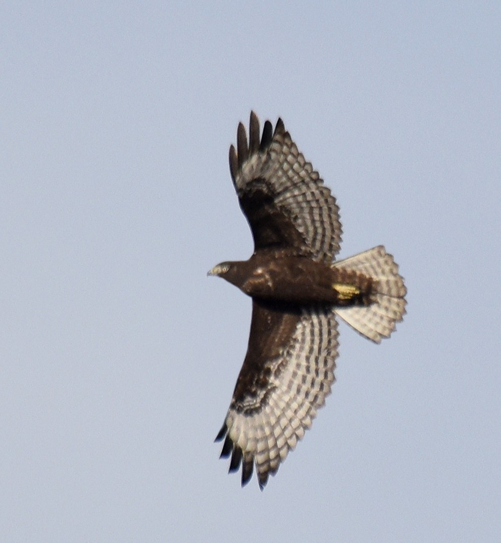 Red-tailed Hawk (Harlan's) - ML273576271