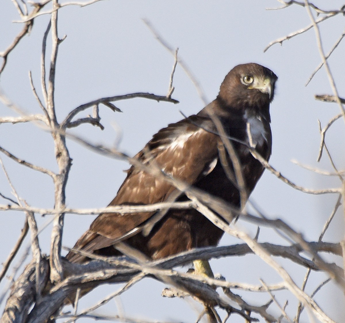 Red-tailed Hawk (Harlan's) - ML273576281