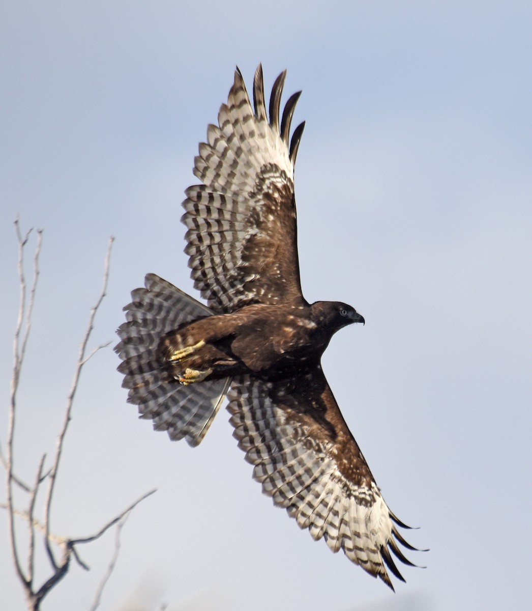 Red-tailed Hawk (Harlan's) - ML273576351
