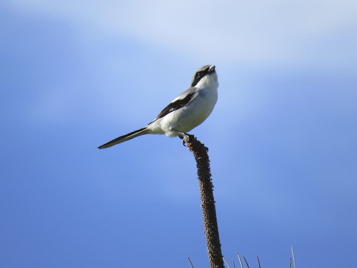 Loggerhead Shrike - Robyn Prieto