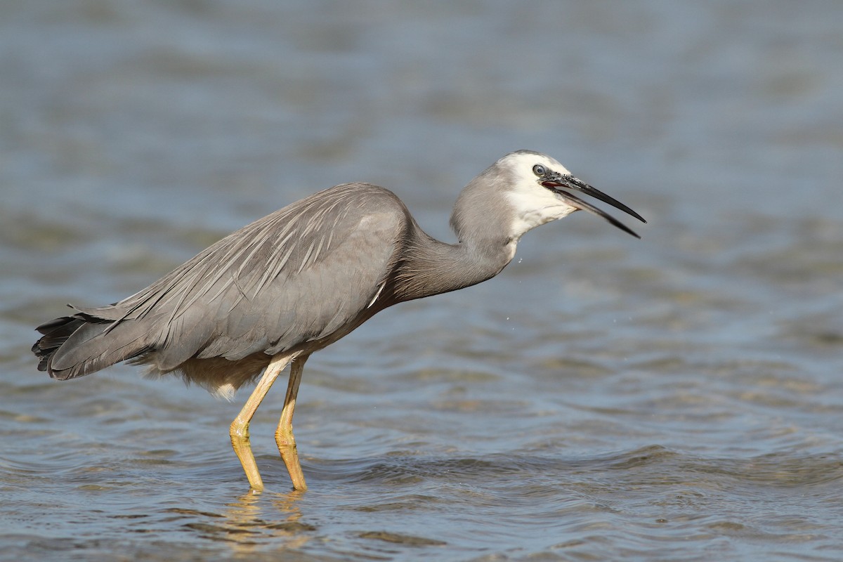 White-faced Heron - ML27357711