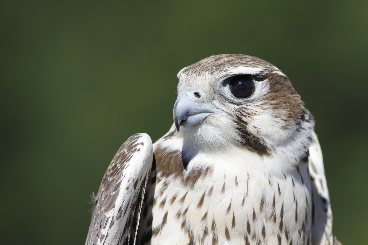 Prairie Falcon - Kyle Lima