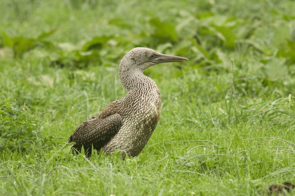 Northern Gannet - ML273578931