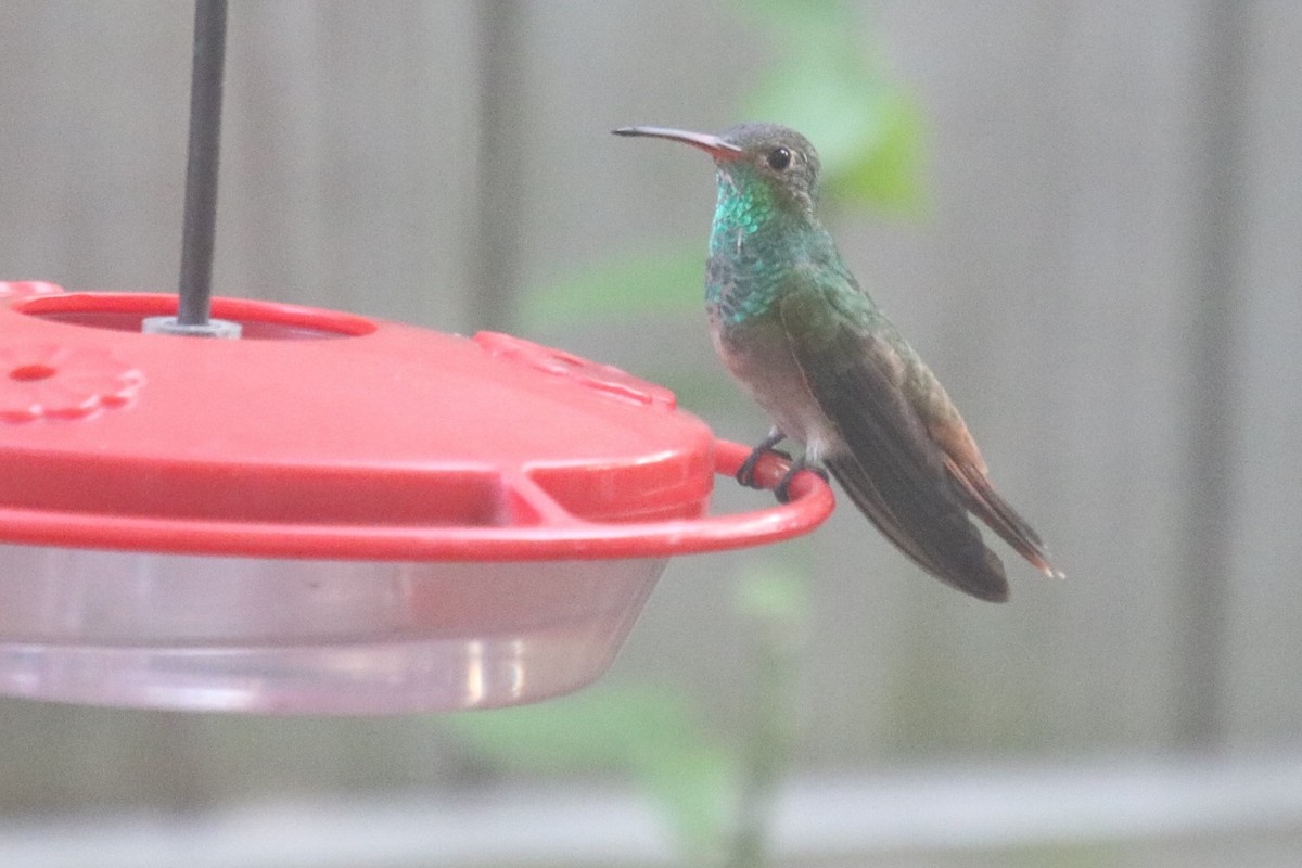 Buff-bellied Hummingbird - Brigid Berger