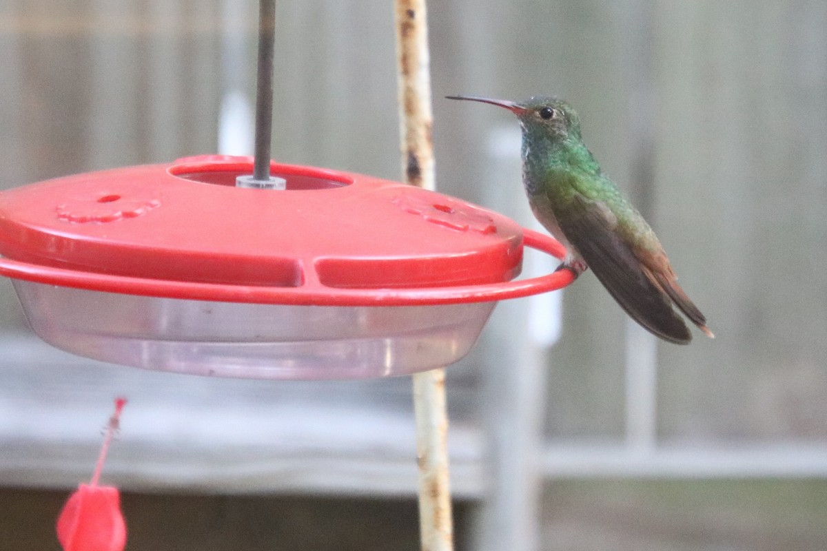 Buff-bellied Hummingbird - ML273581741