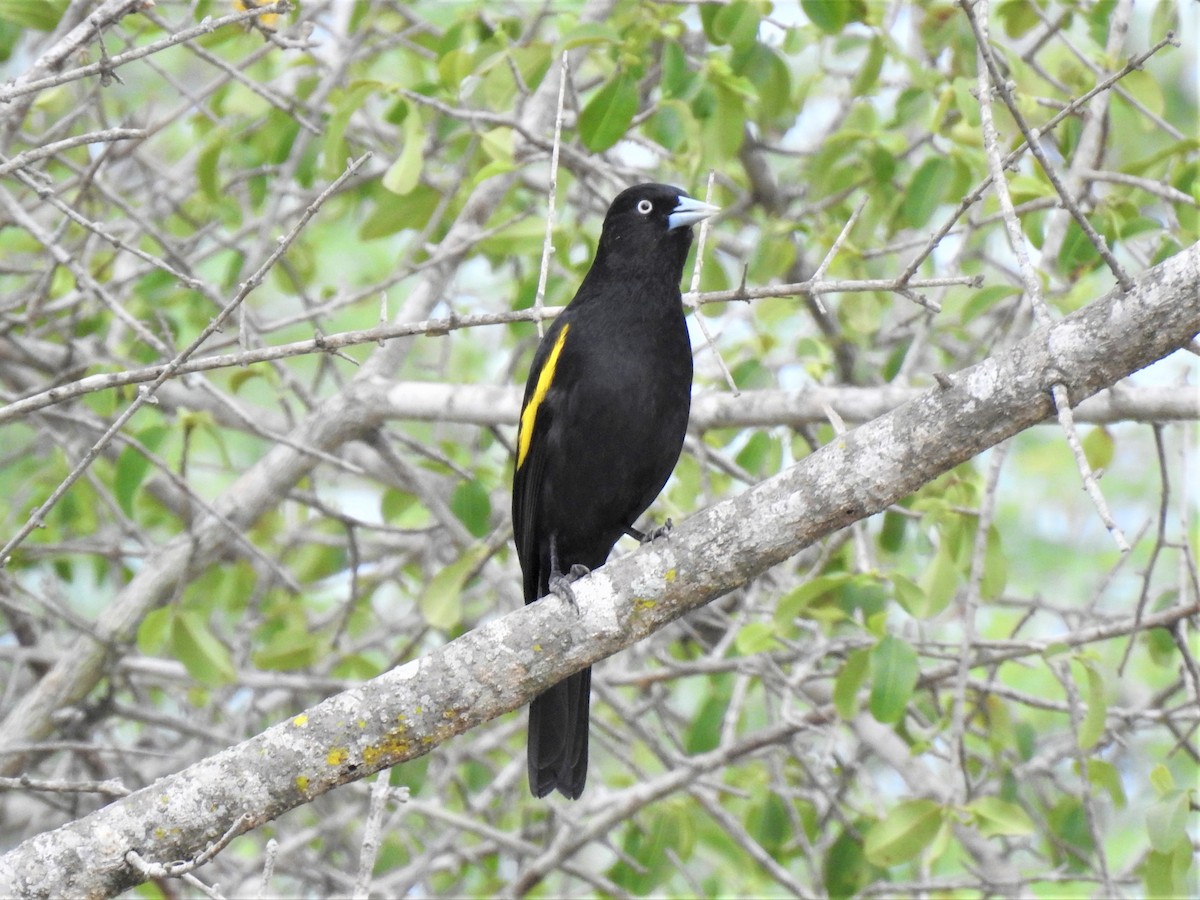 Golden-winged Cacique - ML273581821