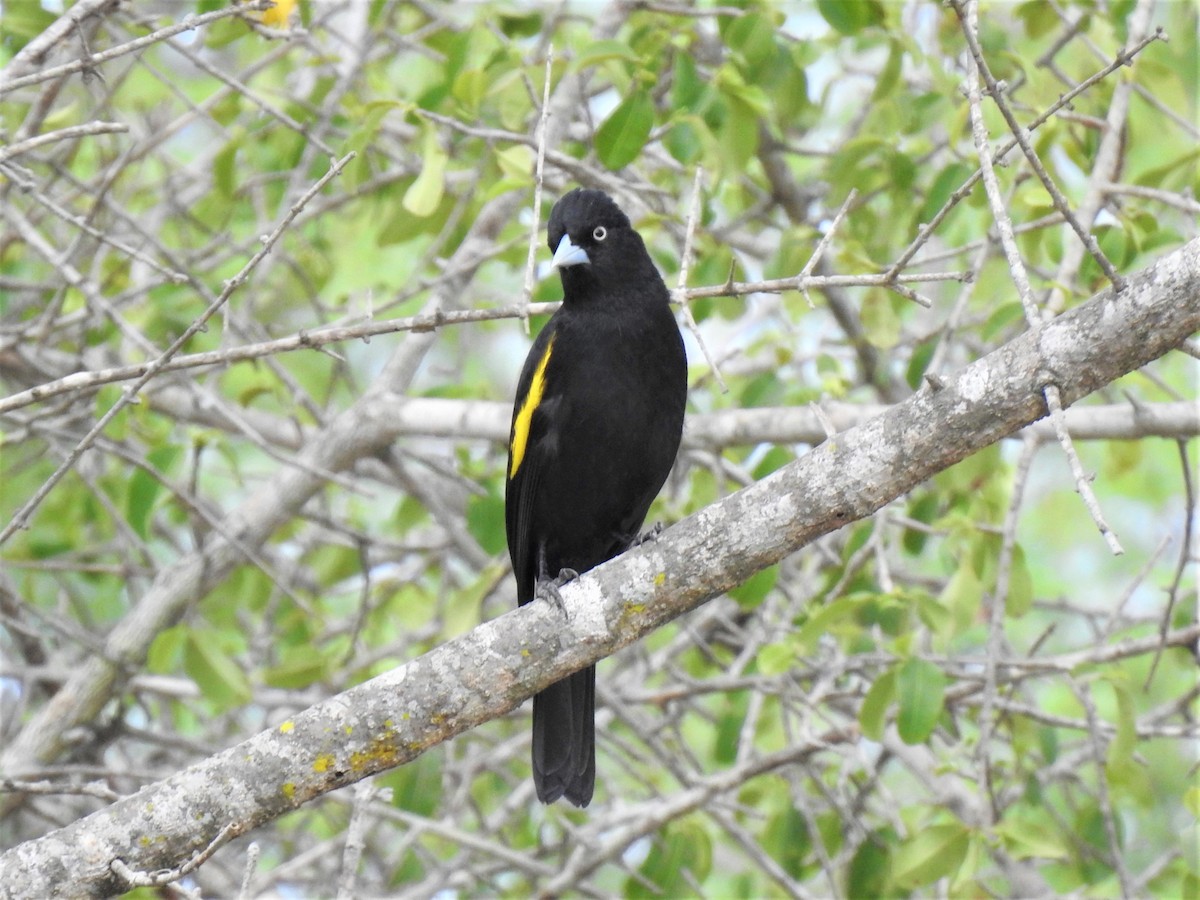 Golden-winged Cacique - ML273581831