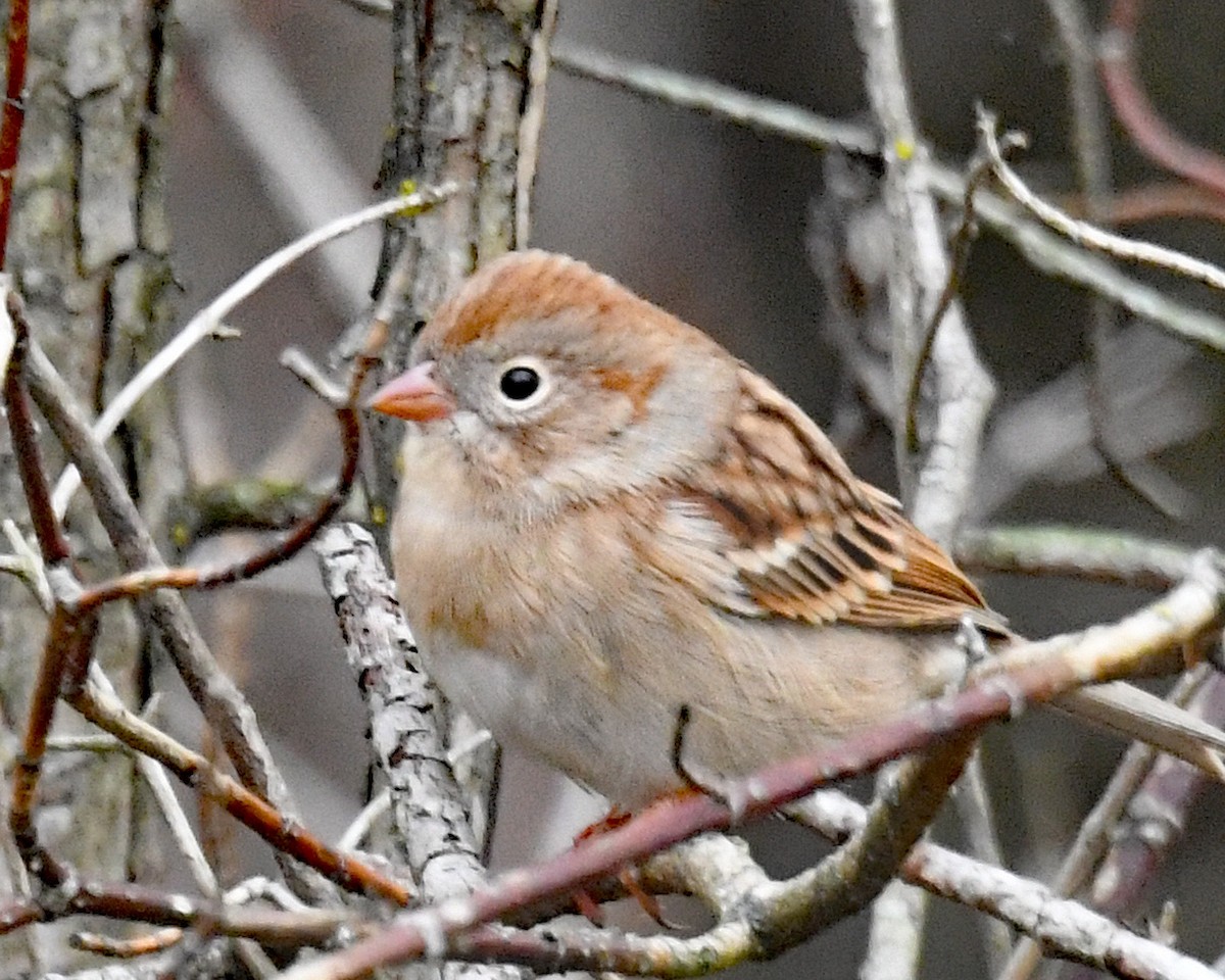 Field Sparrow - ML273581841