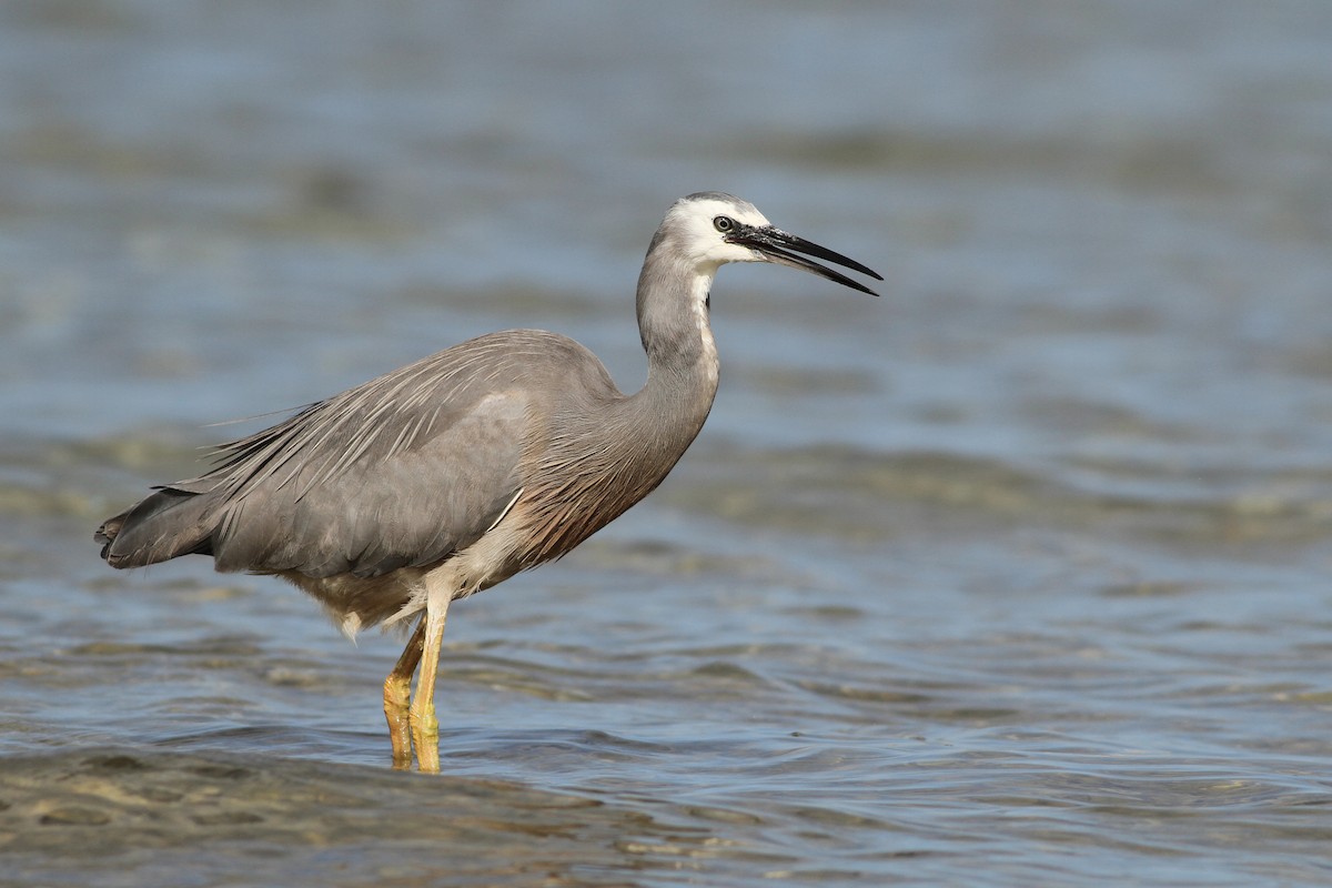 White-faced Heron - ML27358291