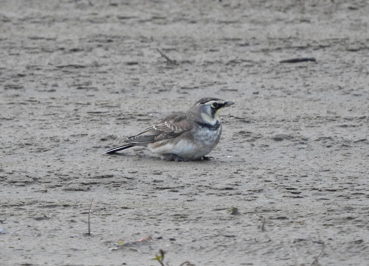 Horned Lark - Denis Corbeil