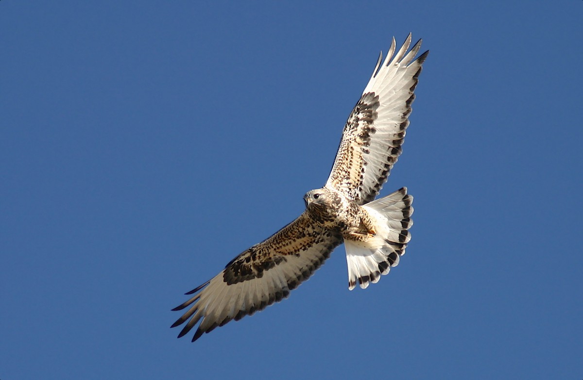 Rough-legged Hawk - Jerry Liguori