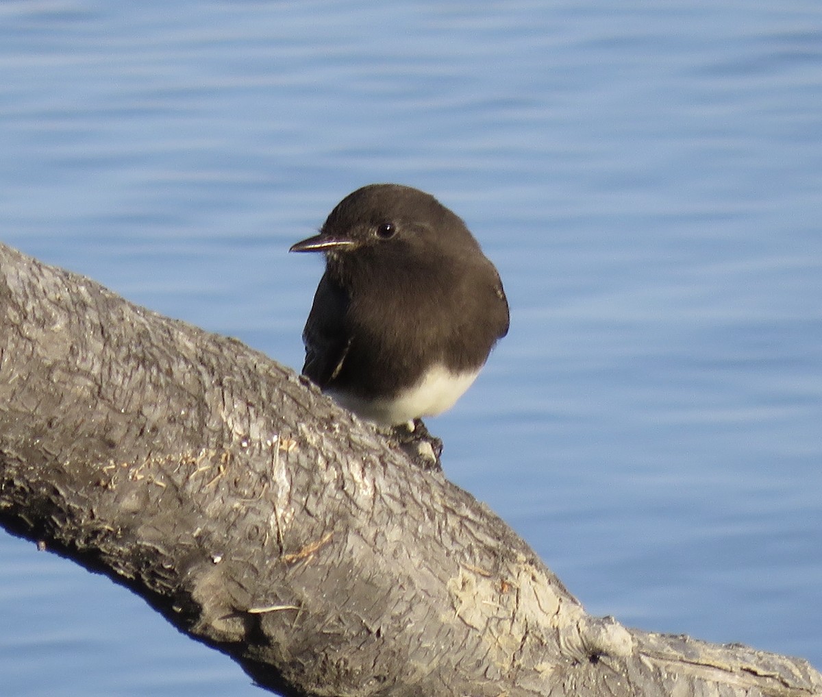 Black Phoebe - ML273588081