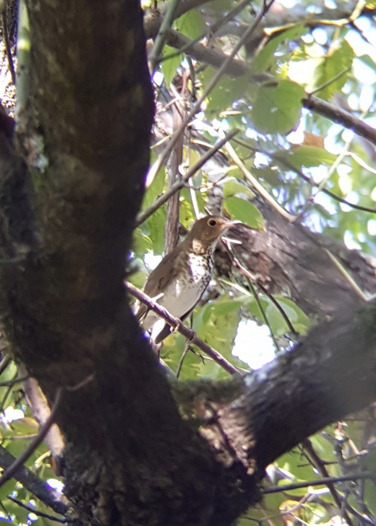 Swainson's Thrush (Olive-backed) - ML273588201