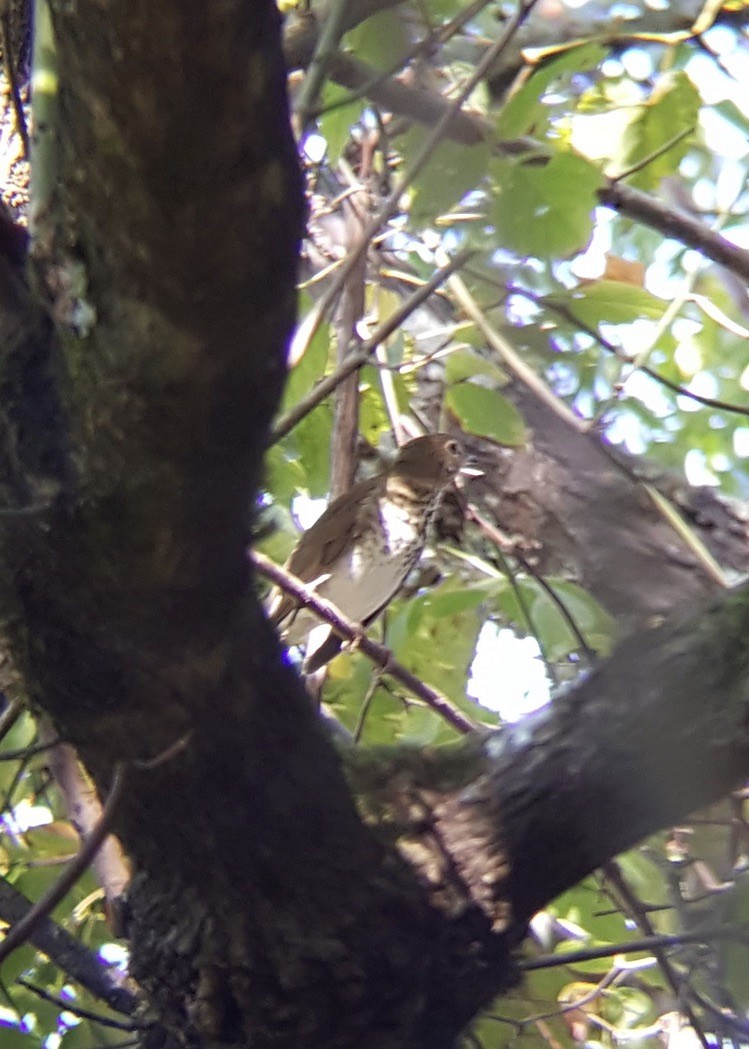 Swainson's Thrush (Olive-backed) - Richard  Lechleitner