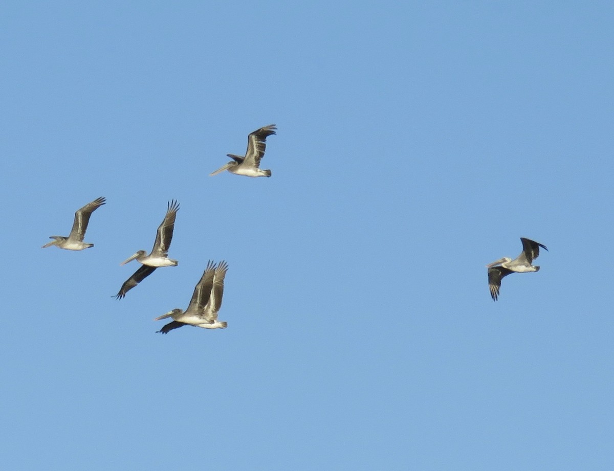 Brown Pelican - ML273588391