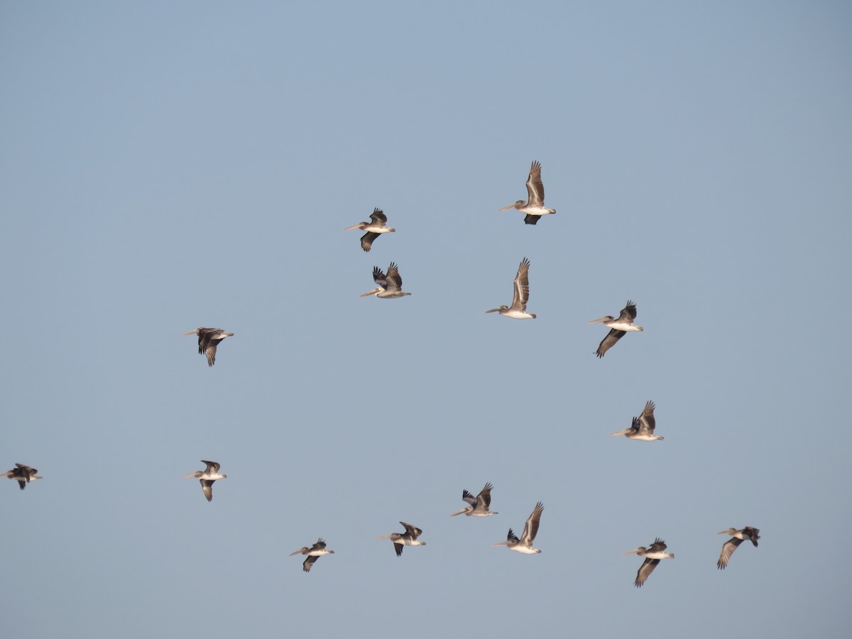 Brown Pelican - ML273588441