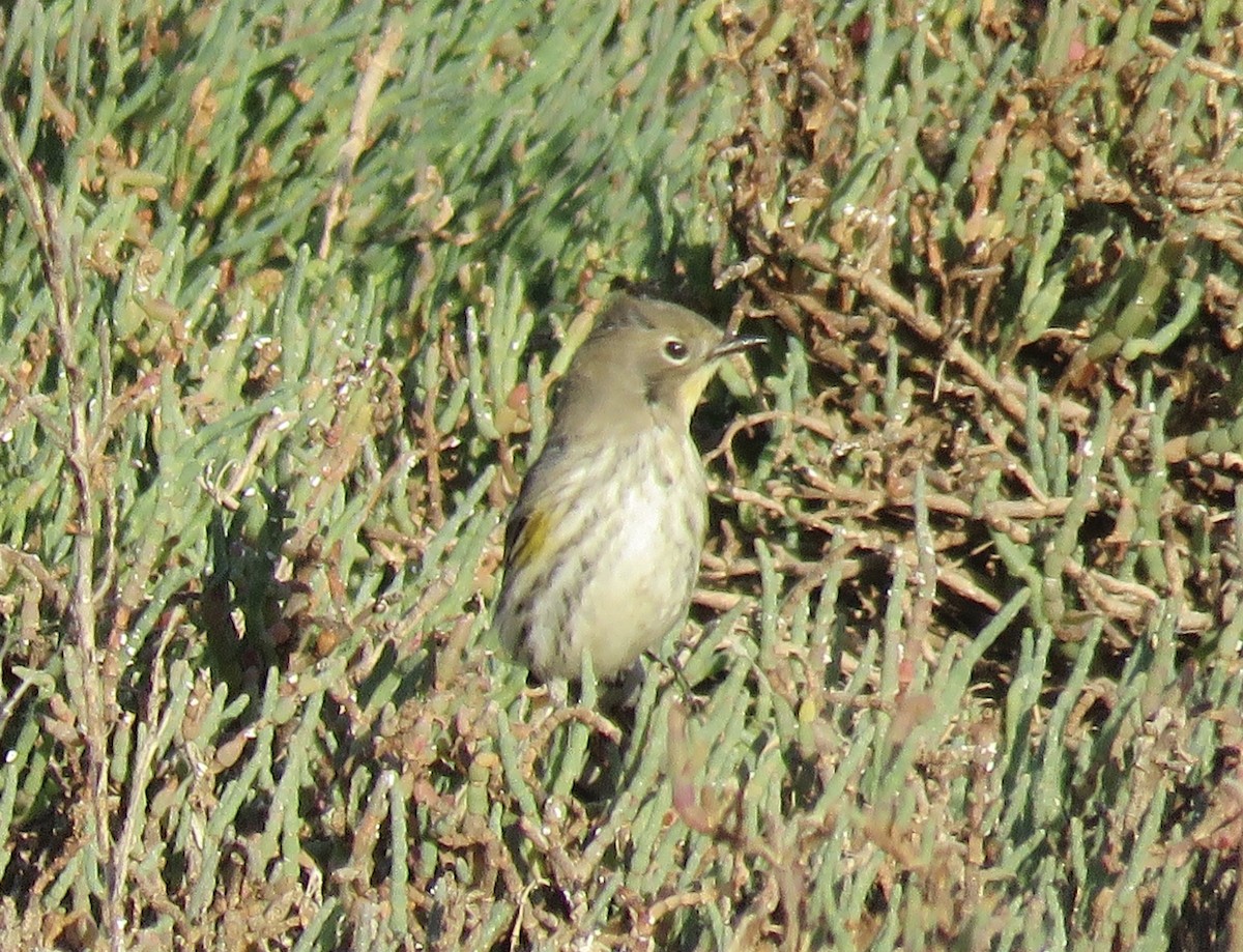 Yellow-rumped Warbler - ML273589051