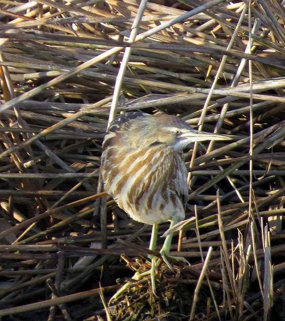 American Bittern - ML27358921