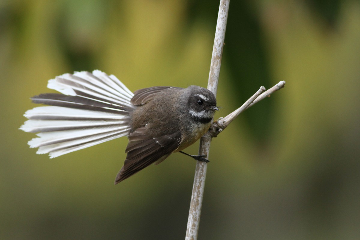 New Zealand Fantail - Evan Lipton