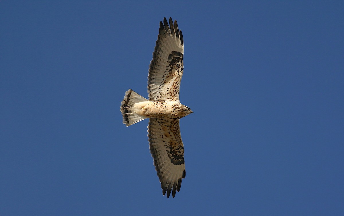 Rough-legged Hawk - ML273590161