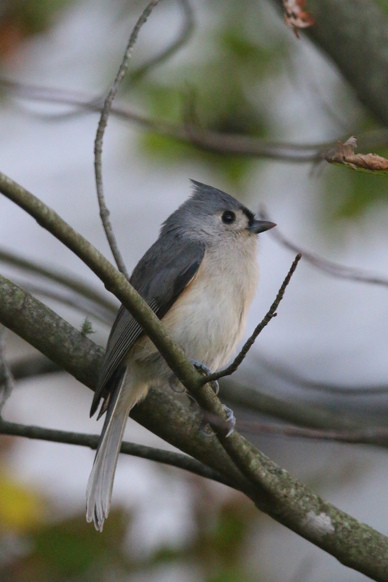 Tufted Titmouse - ML273590291