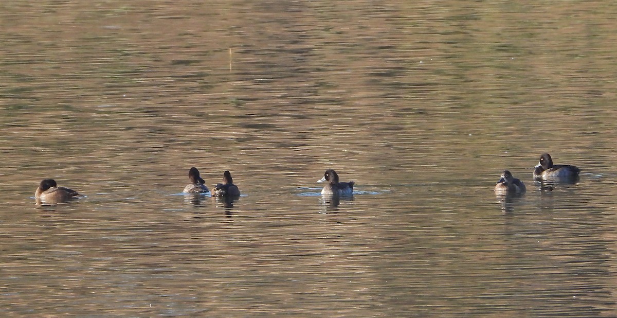 Ring-necked Duck - ML273592061