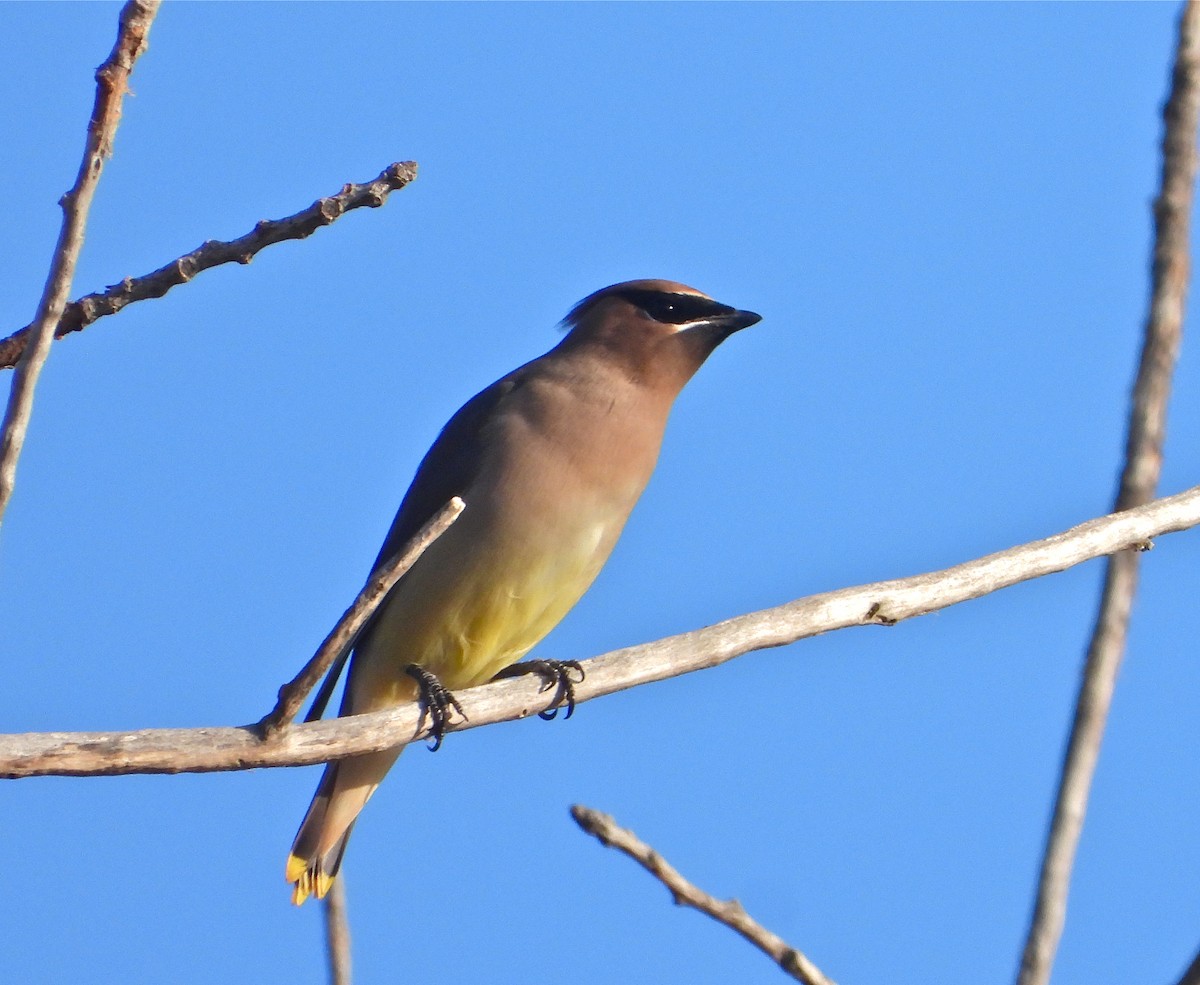 Cedar Waxwing - ML273592611