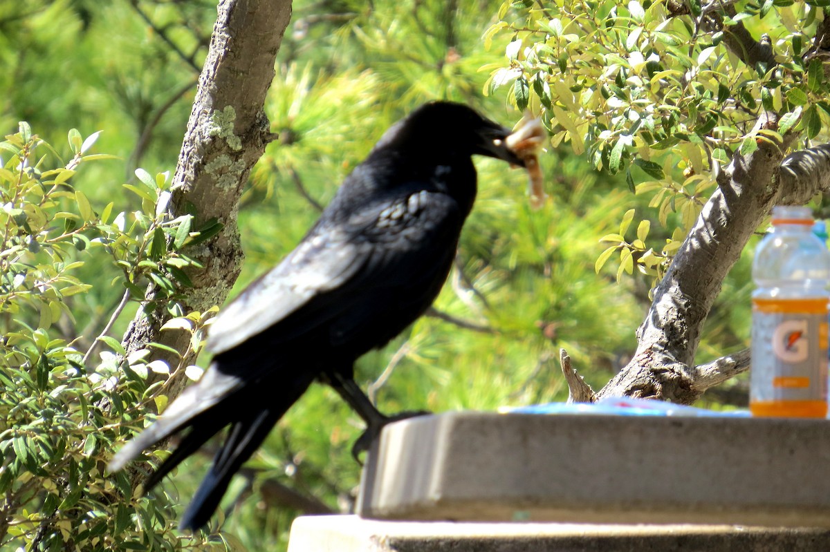 Common Raven - Rick Shaw