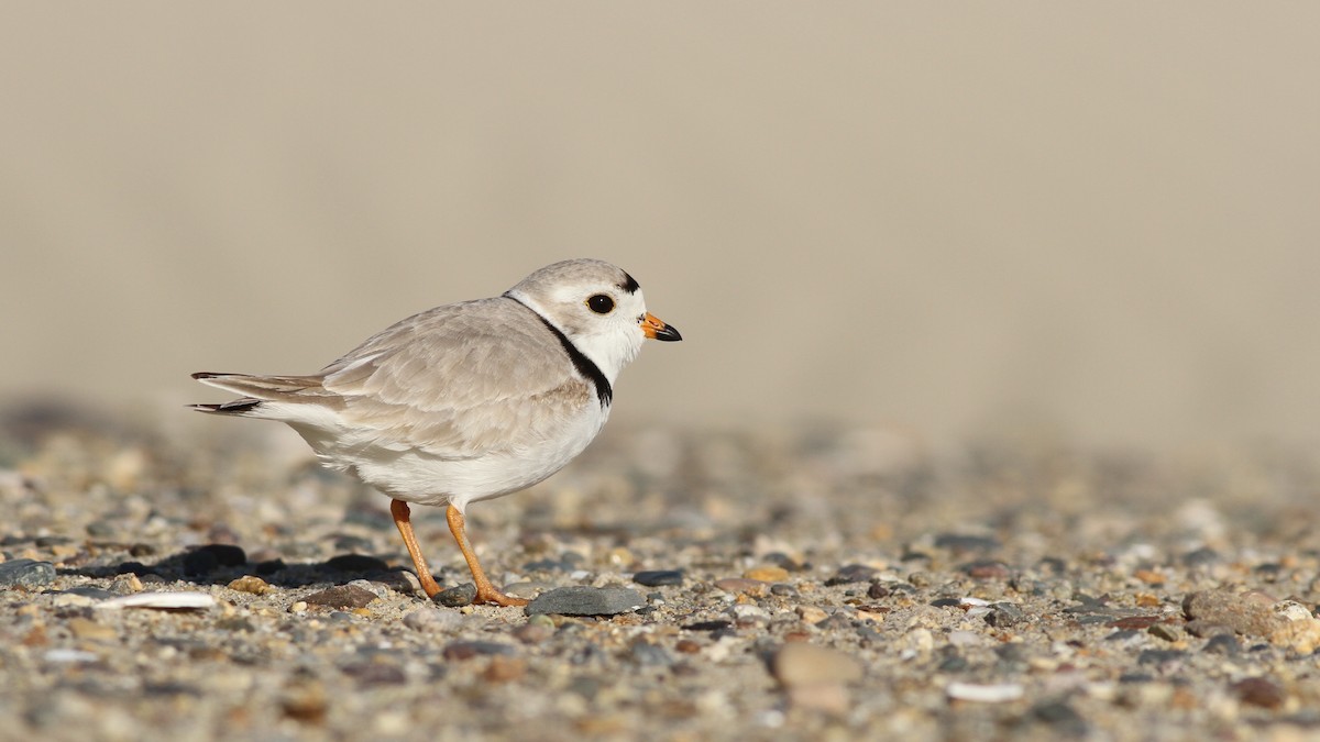 Piping Plover - ML27359311