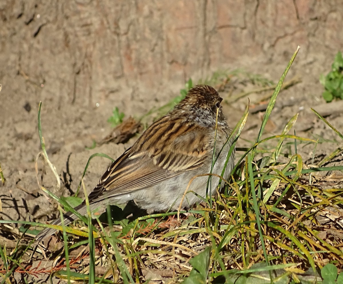Chipping Sparrow - ML273596501