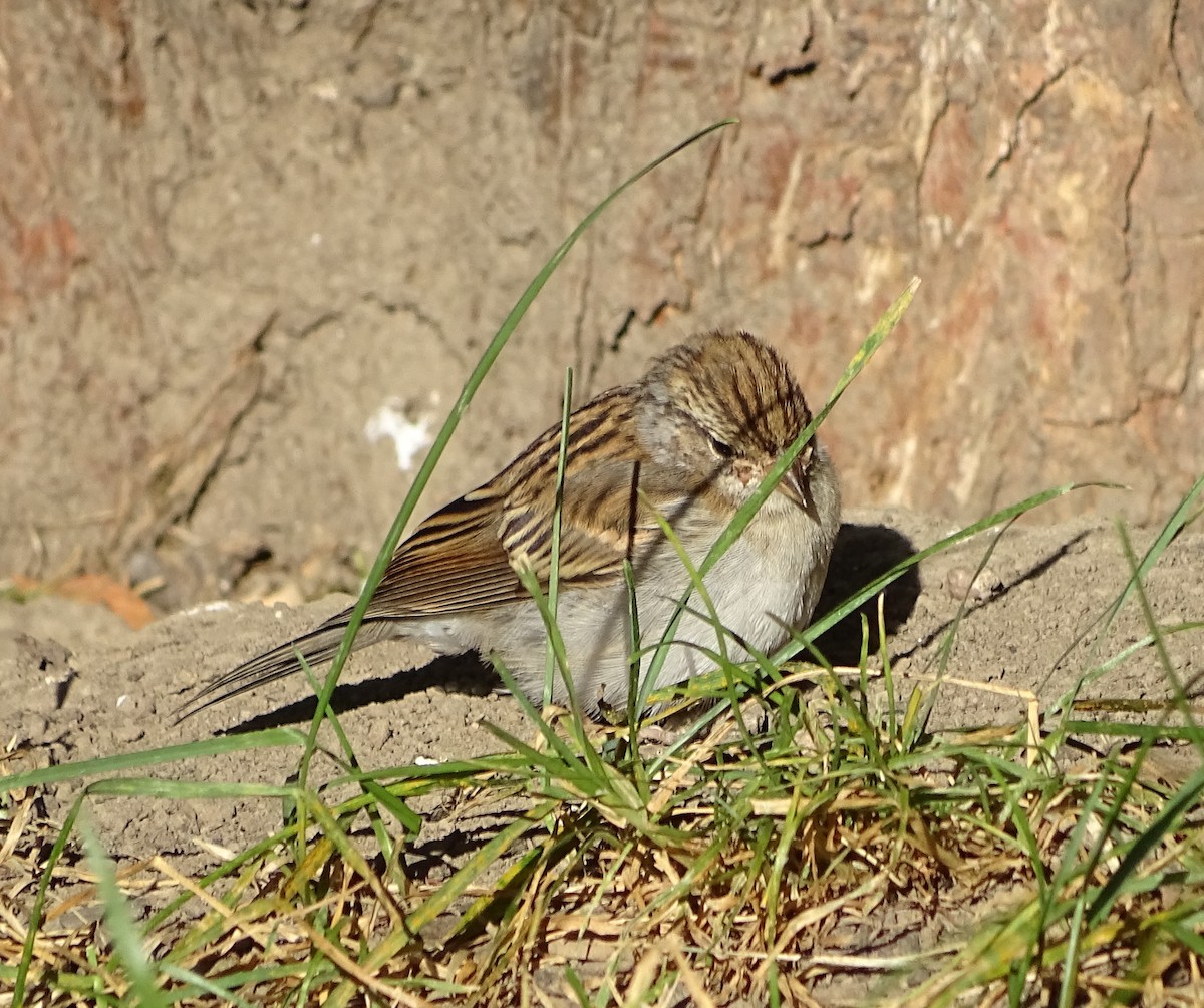 Chipping Sparrow - ML273596511