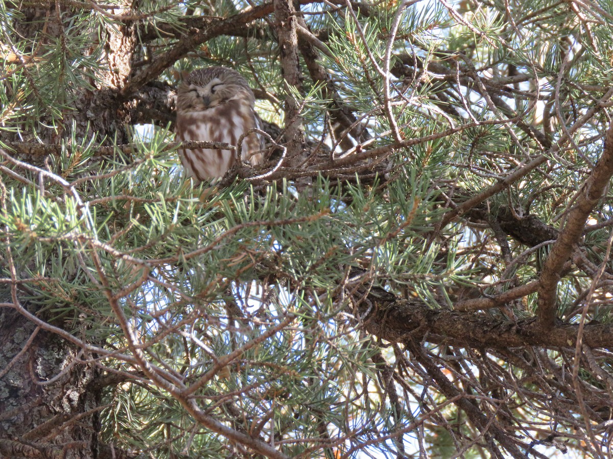 Northern Saw-whet Owl - ML273597051