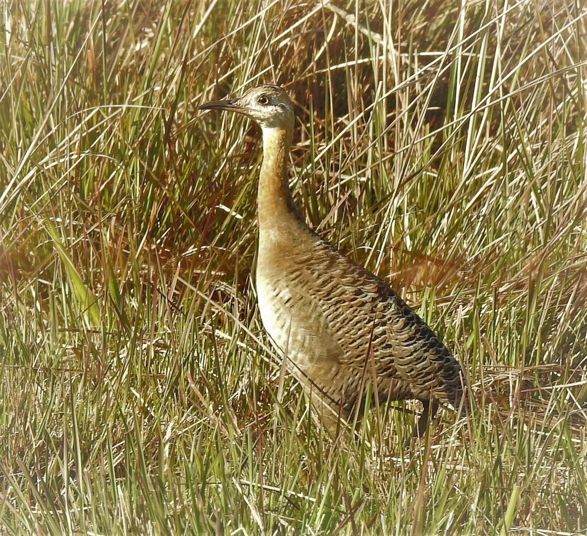 Red-winged Tinamou - ML273597861