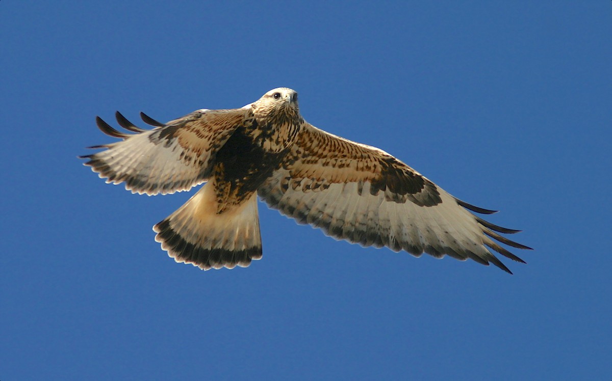 Rough-legged Hawk - Jerry Liguori