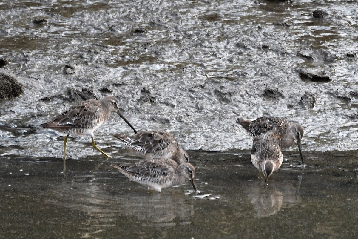 Long-billed Dowitcher - ML273599291