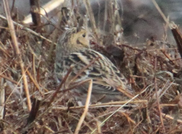 Lapland Longspur - ML273599971